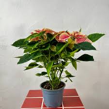 Image result for Euphorbia platycephala