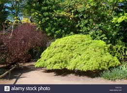 Forstbotanischer Garten Stockfotos Und Bilder Kaufen Alamy