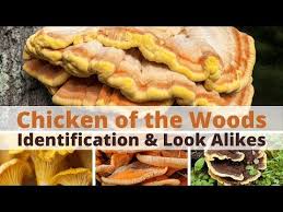 The Chicken Of The Woods Mushroom Key Identification Characteristics Make It Easy To Identify And Distinguish From Chicken Of The Woods Wild Food Foraging Food