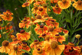 Ob eine drainage verlegt werden soll hängt unter anderem von der bodenbeschaffenheit ab. Die 10 Besten Stauden Fur Lehmboden Mein Schoner Garten