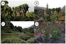 Image result for Cerastium afromontanum