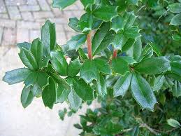Image result for Berberis darwinii