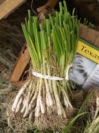 Green onions can be grown in a partially shady spot. Time To Plant Onions East Texas Gardening