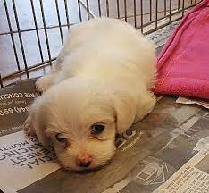 Learn how to housebreak a puppy in 6 days for free. Temecula Ca Havanese Meet Havanese Mix Litter A Pet For Adoption