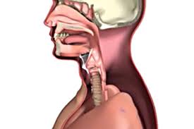 On the other hand, a lump that occurs without an infection or persists long after an infection resolves may be a sign of throat cancer. Throat Cancer Signs Symptoms And Tests Head And Neck Cancer Types Head And Neck Cancer Australia