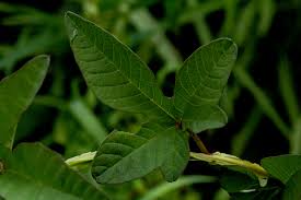 Image result for Merremia pterygocaulos