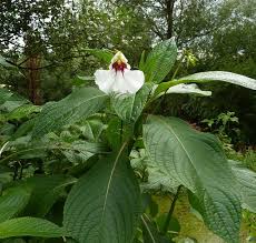 Image result for Impatiens tinctoria