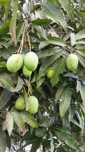 Dua buah mangga kweni yg sudah matang cabe merah dan rawit gula merah terasi garam. Mangga Kuini Pokok Kawin Grafted Shopee Malaysia