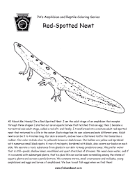 Enjoy these free coloring pages to color, paint or crafty educational projects for young children and the young at heart. Fishandboat On Twitter Timber The Next Two Coloring Pages Have Dropped Here Are This Week S Releases For The Amphibian And Reptile Coloring Page Series If This Format Isn T Printer Friendly Don T Be
