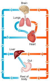 Diagram of the liver liver directed therapies for primarymetastatic hepatic malignancies clancy clark md. How To Draw The Digestive System In Easy Way Novocom Top