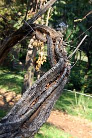 Image result for Grewia flavescens