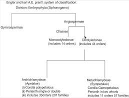 Engler And Prantl System Of Classification