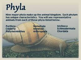 Image result for Phyla