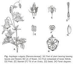 Ranunculaceae