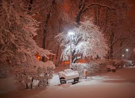 Noaptea pot suferi de ger iar hrana este mult mai greu de gasit. Noaptea In Parcul HerÄƒstrÄƒu DragoÈ™ Asaftei