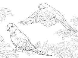 Ausmalbild Zwei Monchssittiche Ausmalbilder Kostenlos Zum Ausdrucken Malvorlagen Tiere Ausmalen Vogel Malvorlagen