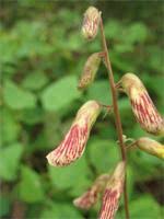 Image result for Rhynchosia sublobata
