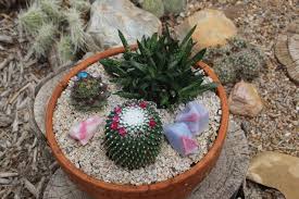 We did not find results for: The Dish Garden Rule Of Three Cactus Are Cool