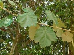 Image result for Pterospermum acerifolium