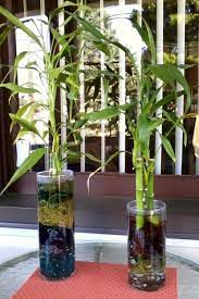 My Bamboo Plants Indoor Bamboo Plant Lucky Bamboo Bamboo Garden
