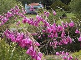 Dierama Fairy Wand An Evergreen Perennial To Zone 7 Leaves Grow To 3 And Flowers Grow On 4 7 Stems Angels Fishing Rods Perennials Flowers Perennials
