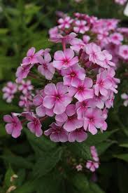 Image result for Phlox paniculata