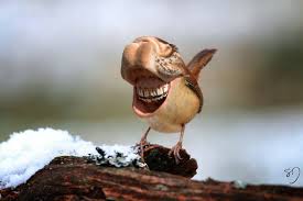 Creepy Bird With Big Mouth Big Mouth Birds My Newest Series Of Hybrid Animals Animals Animal Illustration Kids Birds