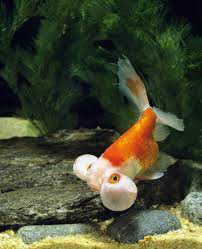 Bubble Eye Goldfish Care Guide The Socially Active Species In 2021 Bubble Eye Goldfish Goldfish Care Goldfish