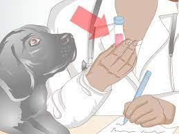 Een Urineweginfectie Bij Honden Voorkomen 10 Stappen Met Afbeeldingen Wikihow