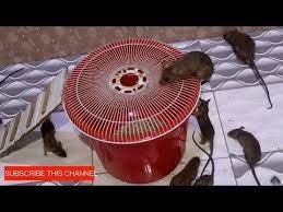 How To Make The Best Mouse Trap In The World Even Better The Easiest Way To Make Mouse Traps Funnycat Tv Mouse Traps Rat Traps Mouse Trap Diy
