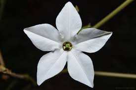 Image result for Turbina longiflora
