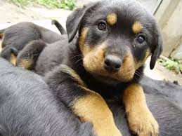 how much food should i feed a six week old rottweiler puppy