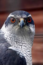 Bird Of Prey Yirtici Kuslar Hayvan Ve Guzel Kuslar