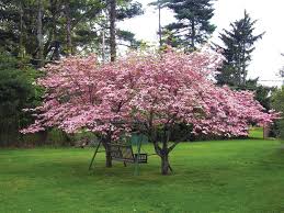 Pink dogwood trees (cornus florida var. Dogwood Tree For Sale