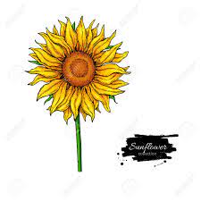 Dessin Vectoriel De Fleur De Tournesol Illustration Dessinee A La Main Isolee Sur Fond Blanc Clip Art Libres De Droits Vecteurs Et Illustration Image 81126274