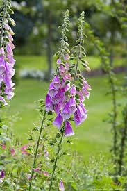 9 Plantes Sauvages A Cultiver Au Jardin Plantes Sauvages Plantes Sauvages Comestibles Jardins
