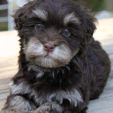 What are the colors of a havanese coat? Teddy Bear Puppy Havanese Puppies Havanese Dogs Havanese