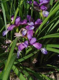 Image result for Zygotritonia atropurpurea