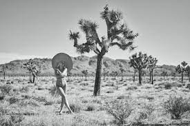 Genevieve morton joshua tree collection