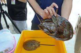 We did not find results for: Some Animals Without Backbones Could Be Protected But Not Illegal To Kill Mosquitoes And Cockroaches Today