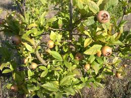 The most medlar families were found in the usa in 1880. Nottingham Medlar Trees For Sale Online View Now