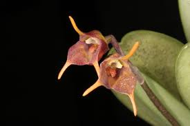 Image result for Malaxis weberbaueriana