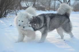 Samoyed And Alaskan Malamute By Naturefreak1 On Deviantart Samoyed Malamute Alaskan Malamute