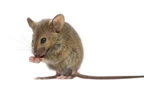 Alfred animal & pest control applies advanced techniques to get rid of your pest problems. Silver Bullet Pest Control From 199 North Jersey Groupon