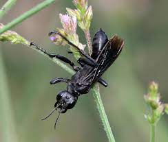 Check spelling or type a new query. Black Sphecid Wasp Prionyx Atratus Bugguide Net