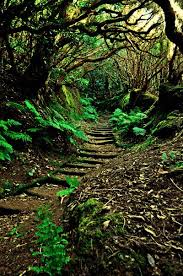 So Amazing Secret Forest Forest Photos Forest Path