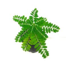 Image result for Phyllanthus pinnatus