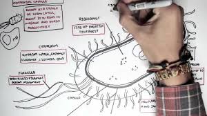 Microbiology Bacteria Structure