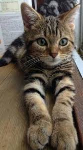 Hallo Leute Suchst Du Petlover Oder Hast Du Eine Pretty Pe Animaux Divers Animau Sevimli Kedi Yavrulari Guzel Kediler Sevimli Hayvan Yavrulari