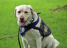 K9s bridge the gaps in CT between the community, police and inmates